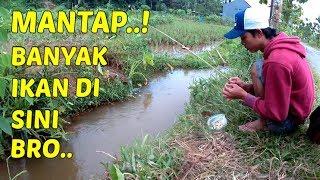 Mancing di Sini Dapat Banyak Bro... MANTAP..!