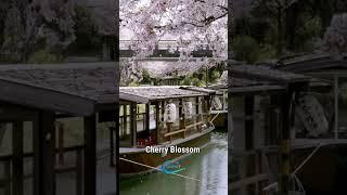 Cherry Blossom#shortsclip #reels #youtuber #youtubeshorts #besttravelvlogs #best #howto #switzerland