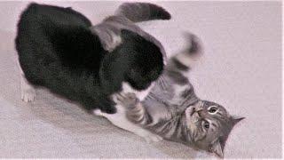 Cats Fighting For Dominance