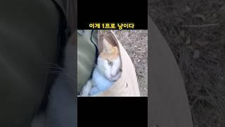 미안해 1프로인줄 몰랐어 #고양이