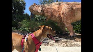 Exploring the Witte Museum in San Antonio