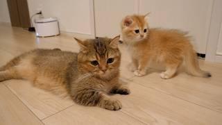 Charo, the mother cat, is overwhelmed by the kittens who are too energetic.