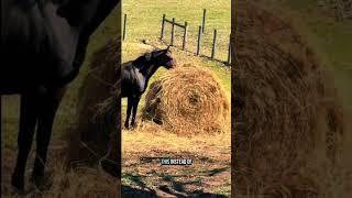 Newborn foal plays outside!  Baby stallion prospect Dallas & his mama Phoebe having fun!