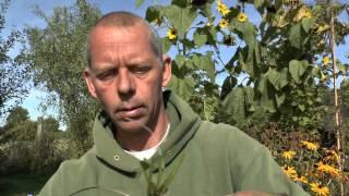 Pflanzen Vermehrung Teil 5. Sonnenhut (Rudbeckia). Gärtnertipp Instructions Stauden