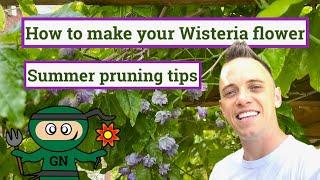 How to make your Wisteria flower: Summer pruning guide