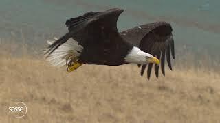 Detailed SloMo of Eagle in Flight (1000fps) #eagles #slomo #nature