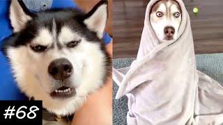 Funny Husky Compilation | They TALK!