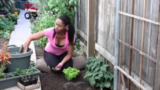 The Fertilizing Needs of a Lettuce Garden : The Chef's Garden