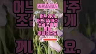 며느리가 친정 도와주겠다고 얘기합니다 #막장사연