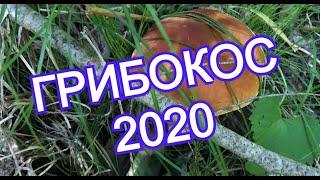 ТИХАЯ ОХОТА 2020 / Белые грибы и их соплеменники стоят в очереди к корзине