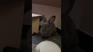 A curious rabbit is cute /一隻好奇兔兔真可愛️ #music #song #rabbit #cute #entertainment #pets #bunny