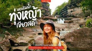 ผาโสกโหดจริง นอนริมหาดทุ่งหญ้าเขียวสด ขับรถเที่ยว สิรินธร - ผาแต้ม | sadoodta