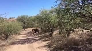 RAW VIDEO: Rio Rico Bear