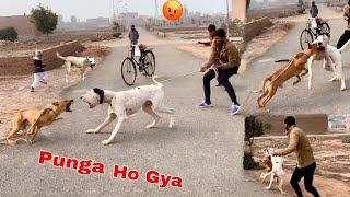 Bully Dog Ny Awara Kutu Par Dhava Bol Diya