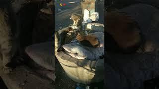 Бездомный кот