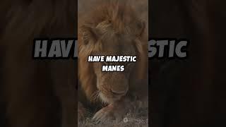 Mind blowing Lion Facts || #lion #bigcats #wild#animals #pets #factflare #viral #trending