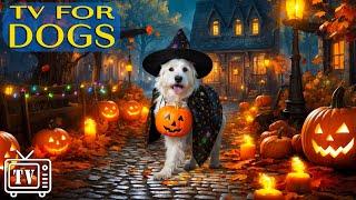 Dog TV for Dogs to Watch - Anti Anxiety Music for Dog Home Alone on Halloween - Relaxing Dog Music