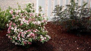 Czechmark Trilogy Weigela  // Garden Answer