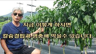 유튜브가 모방 못하는 독보적인 고추재배 방법ㆍ순멋이ㆍ칼슘결핍ㆍ담배나방ㆍ탄저병