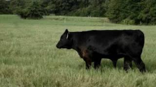 Anderson Cattle Co - Registered Black Angus Cattle 07 30 2009 015