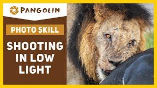 Shooting Wildlife In Low Light