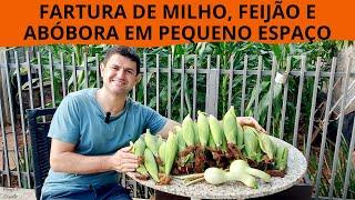 Tenha FARTURA de MILHO VERDE, FEIJÃO e ABÓBORA em PEQUENO ESPAÇO plantando o consórcio MILPA!