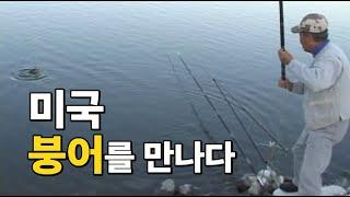 미국애서 우리 토종붕어를 만나다!(2006) #아메리카 #토종붕어