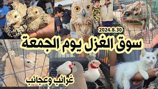 سوق الغزل انواع الحيوانات والطيور بالعراق مع الأسعار 30 أغسطس 2024