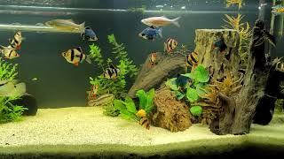 75 gallon tiger barb community aquascape