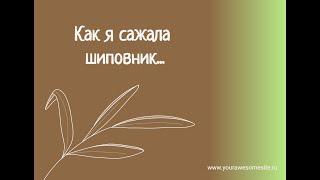 Как я сажала шиповник Лакса для дальнейшей окулировки (прививки) РОЗ.