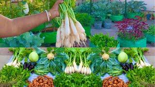 Biggest Harvesting Of Organic Veggies From My Terrace Garden / Harvesting Organic Vegetables