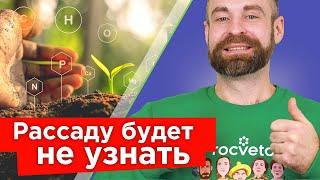 РАССАДА СТАНЕТ ИЗУМРУДНО-ЗЕЛЕНОЙ, ТОЛСТОЙ И КРЕПКОЙ! Чего не хватает перцам и томатам?