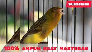 masteran burung kenari durasi panjang || 100% ampuh buat pancingan kenari macet || kenari gacor