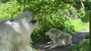 Gray Wolf Brothers Share Summer Howl