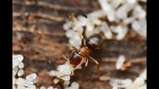 Boommier Lasius brunneus