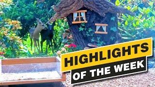 Highlights Of The Week - June 2024 - Week 23 