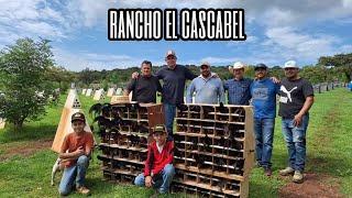 Trabajo de reproducción en Rancho el Cascabel