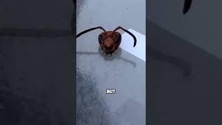 Headless Wasps Are DANGEROUS  #viral