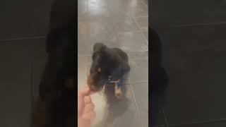 Rottweiler Puppy Training. They are never to young. #rottweiler