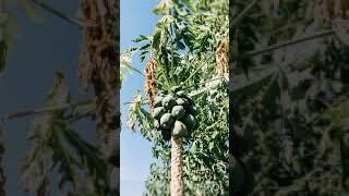 Biblical meaning of unripe pawpaw #pawpaw - #evangelistyemi #short