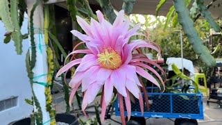 NEW Dragon Fruit Varieties Asunta 6 & Wild Berry Skittles Flowers Bloom