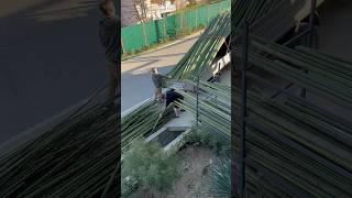 Заказ на 1500 стволов бамбука #бамбук #производство