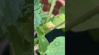 Tiny Okra Bud and Fruits - Gumbo Recipe is Coming #shorts