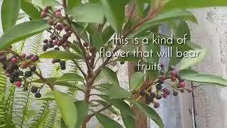 MY PLANTS COLLECTION NO.2 |MY Skimmia Japonica |A FLOWER BEARING FRUITS |HARVEST TIME