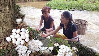 Pick mushroom and Egg near river for survival food, Egg hot chili cooking with Mushroom for dinner