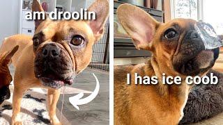 Funny Dogs Playing With ICE CUBES!