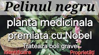 Pelinul - Planta medicinala premiata /Anticancerigen/Recunoscuta ca trateaza boli grave