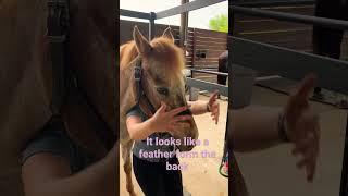 Fergie rocks using no silly hair spray!! Comment your horses name in the comments