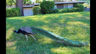 Peacocks in my neighborhood  MORE PEACOCK VIDEOS @PeacockParty my 2nd channel ️