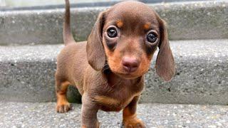 Family Diary- Dachshund puppies 6 weeks old.